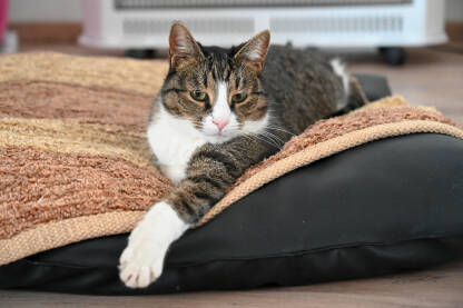 Domaća mačka leži na jastuku kod kuće. Slatka odrasla mačka. Ženka mačke u dnevnoj sobi u stanu. Kućni ljubimci.