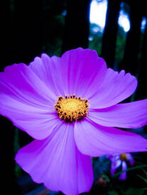 Close-up slika cvijeta uresnice. Cosmos bipinnatus.