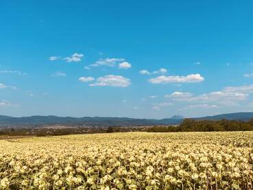 Suncokreti se poklanjaju planini Rtanj u daljini