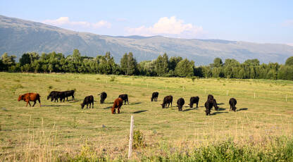 Krave pasu travu na polju. Farma. Crne krave pasu na livadi. Krave na pašnjaku. Aberdeen Angusa.