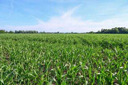 Polje kukuruza. Poljoprivreda. Kukuruz raste u redovima u polju.