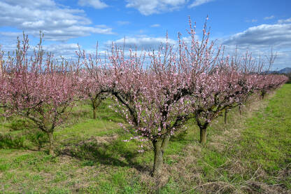 Ružičasto cvijeće breskve u voćnjaku. Drvo koje behara u proljeće. Grana sa cvjetovima na suncu. Procvjetalo drvo u vrtu.