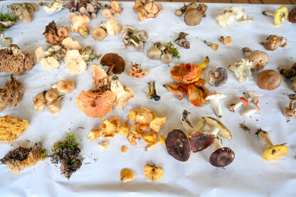 Mnogo gljiva na stolu. Izložba gljiva.