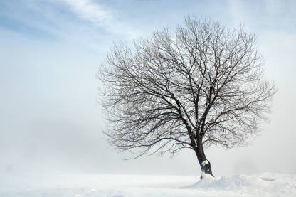 Usamljeno drvo.
Fotografija sa Sarajevskog Ozrena nastala zimskog i maglovitog dana.