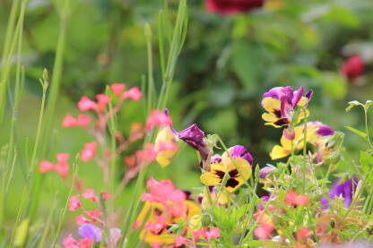 Maćuhice i drugo baštensko cvijeće. Raj na zemlji i čovjek u saradnji s prirodom.