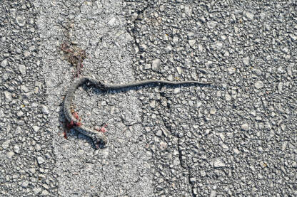 Zmija pregažena autom na ulici. Mrtva zmija na asfaltnom putu u blizini šume. Ubijena zmija.