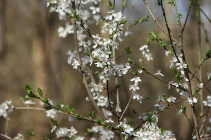 Beli cvetovi na granama sljive i zeleni listici u prolece