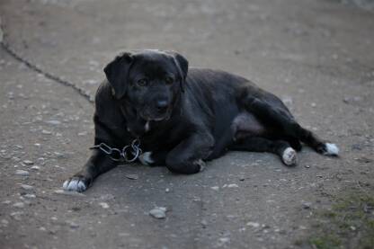 Crni labrador lezi na zemlji vezan lancem, ima pogled kao da je glavni, pas crne boje sa belim sarama