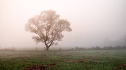 Usamljeno drvo u magli.