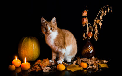 Jesenska tema: narančasto-bijeli mačak pozira ispred crne pozadine uz jesenske motive i svijeće sa naglašenim jesenskim bojama.