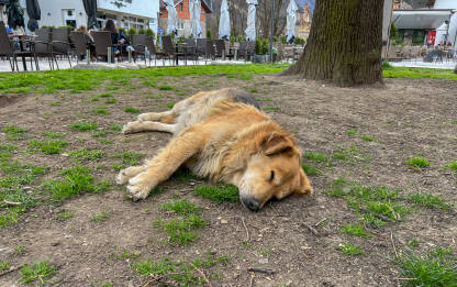 Pas lutalica spava. Napušteni pas leži na zemlji. Veliki ulični pas.