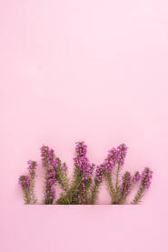 Ljupki divlji šumski cvjetovi roze boje na pastelnoj pink papirnoj podlozi sa praznim prostorom, copy space.