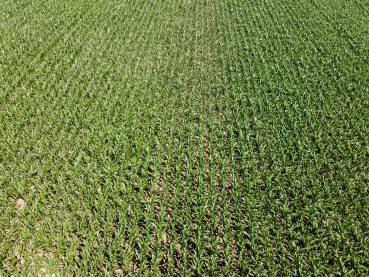 Kukuruz raste u polju, snimak dronom. Stabljike mladog kukuruza.