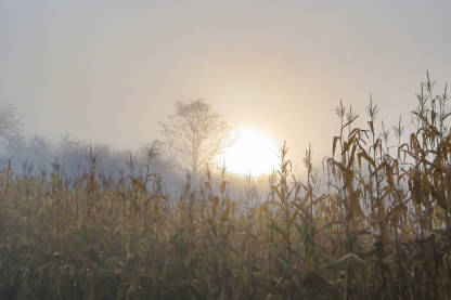 Maglovito jutro u kukuruzištu
