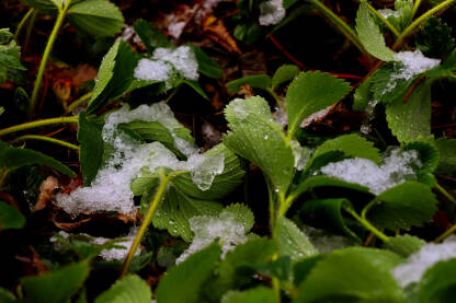 Mraz u proljeće, snijeg na zelenilu