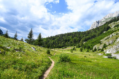 Pješačka staza u planini. Zelena livada, šuma i drveće. Planina Maglić, na granici između Crne Gore i Bosne i Hercegovine.