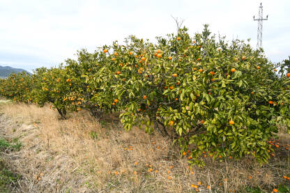 Mandarine rastu na grani u voćnjaku. Zrele mandarine na drvetu spremne za berbu. Svježe, sočno i organsko voće. Plantaža mandarina. Proizvodnja hrane.