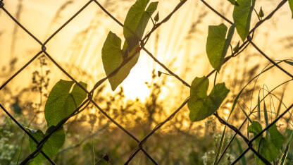 Pogled kroz žičanu ogradu