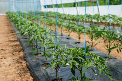 Organski paradajz raste u plasteniku. Rasadnik paradajza. Proizvodnja zdrave hrane. Poljoprivreda.