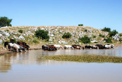 Divlji konji piju vodu i kupaju se po vrućem ljetnom danu u planini. Krdo žednih konja osvježava se na jezeru. Prekrasni konji na pašnjaku u prirodi. Divlje životinje.