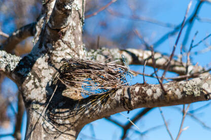 Osučano gnijezdo na drvetu