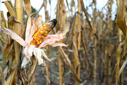 Polje osušenih stabljika kukuruza. Suša je uništila je usjeve i žetvu. Osušeni klip kukuruza na polju tokom ljeta. Krupni plan osušenog zrelog kukuruza. Klimatske promjene i globalno zagrijavanje.