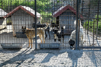 Napušteni psi žive u užasnim uslovima u metalnom kavezu. Azil za pse.