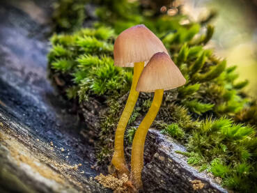 Makro fotografija dvije gljivice.