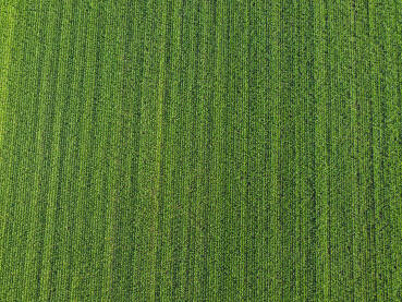 Polje kukuruza, snimak dronom. Poljoprivreda.