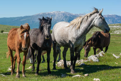 Divlji konji na padinama planine Cincar kod Livna