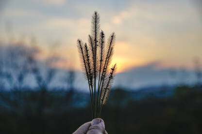 Trava sa zalaskom sunca u pozadini, zalak sunca