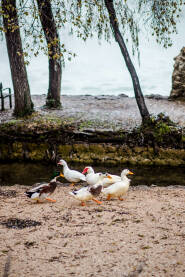 Patke na rijeci Trebižat - Koćuša i patke