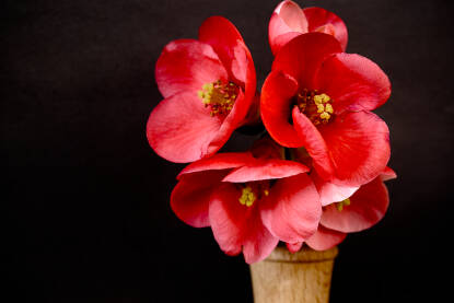 Cijetovi japanske dunje na tamnoj podlozi