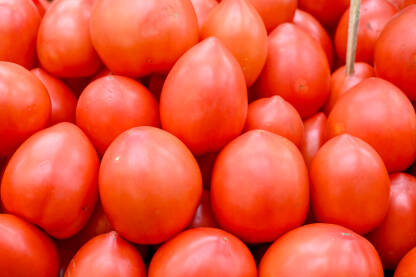 Svježi paradajz na pijaci, krupni plan. Kutije pune ukusnih rajčica u trgovini. Organska parazdajz na štandu u prodavnici. Povrće. Salata.