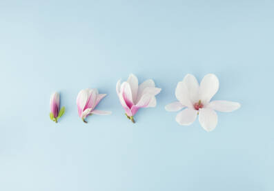 Proljetna scena s četiri cvijeta magnolije na plavoj pozadini.