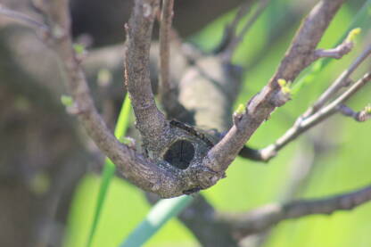 Krupni plan prirodne arhitekture drveta. Neobična postavka gradskog stabla. Umjetnost skulpture u prirodi.
