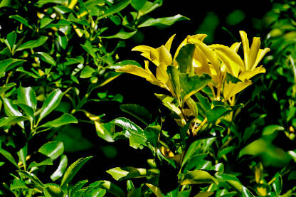 Japanski euonymus (žuti) Zlatni euonymus je kompaktan, zimzeleni grm sa zelenim i zlatno šarenim lišćem. Ukrasna biljka.