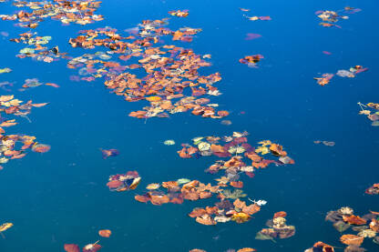 Voda puna uvelog lišća. Jesen u prirodi. Opalo lišće pluta na površini vode.