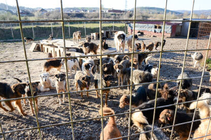 Napušteni psi u azilu. Grupa pasa u skloništu za životinje. Azil za pse. Psi lutalice žive u užasnim uvjetima u željeznim kavezima.