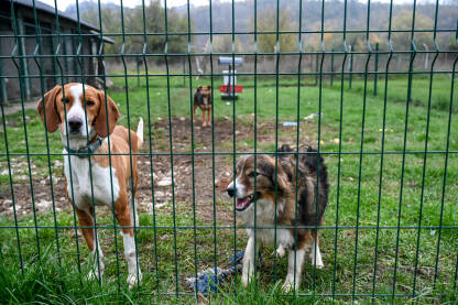 Tužni psi u skloništu za životinje. Azil za pse. Psi lutalice iza metalne ograde.