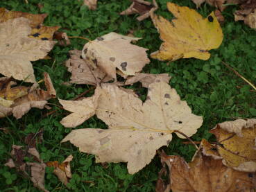 Opalo suho lišće na zelenoj travi.