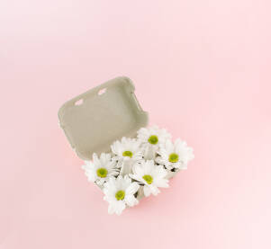 Cvjetovi bijele margarite ili ivančice poslagani u kartonsku kutiju za jaja na roze pozadini.