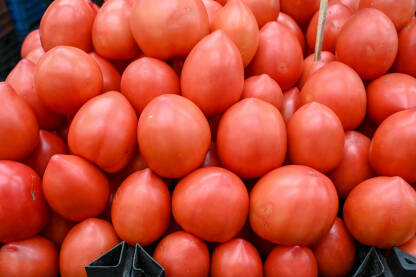 Svježi paradajz na pijaci, krupni plan. Kutije pune ukusnih rajčica u trgovini. Organska parazdajz na štandu u prodavnici. Povrće. Salata.
