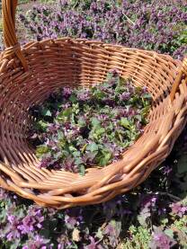 Crvena mrtva kopriva (Lamium purpureum, lat.) je jestiva, medonosna i ljekovita biljka. U narodnoj medicini koristi se za smirivanje unutrašnjih i vanjskih upala. Slična je koprivi, ali ne žari.