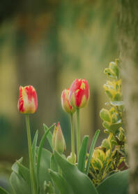 Cvijece tulipani,Holandski tulipani.