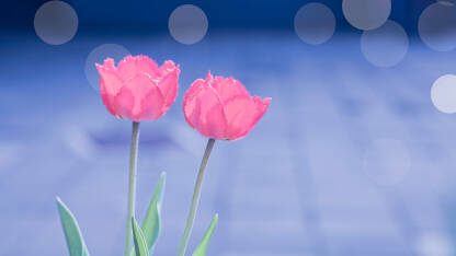 Tulipan sa plavom pozadinom i flerovima