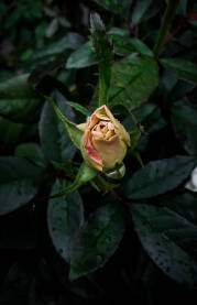 Pupoljak žute ruže sa kapima kiše