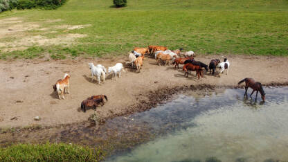 Grupa krava, bikova i konja uz rijeku u prirodi. Životinje na pašnjaku, pogled dronom iz zraka.