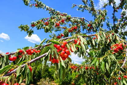 Trešanje rastu na stablu u voćnjaku. Zrele crvene trešnje na stablu spremne za berbu. Voće.