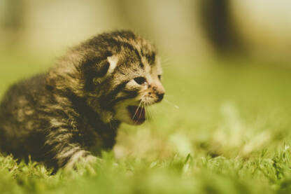 Tek rođeni mačići puza na travi.